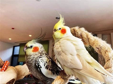 可以養的鳥|第一次養鳥就上手！各種鸚鵡特點怎麼選？獸醫師：新。